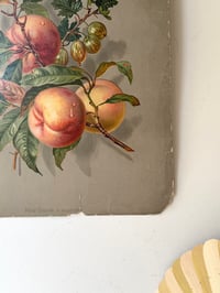 Image 7 of Ancienne illustration botanique