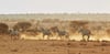Zebras running across the plains of Amboseli, Kenya