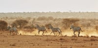 Zebras running across the plains of Amboseli, Kenya