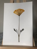 Image 2 of California Poppy 