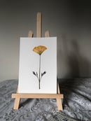 Image 1 of California Poppy 