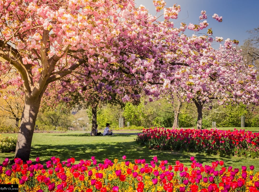 Image of Victoria Park (Spring) (ex-shop stock)