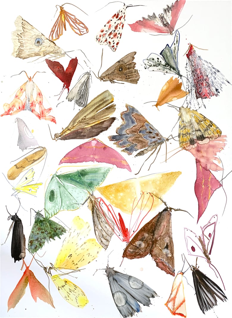 Image of Allyson Reynolds - moths - metamorphosis 1