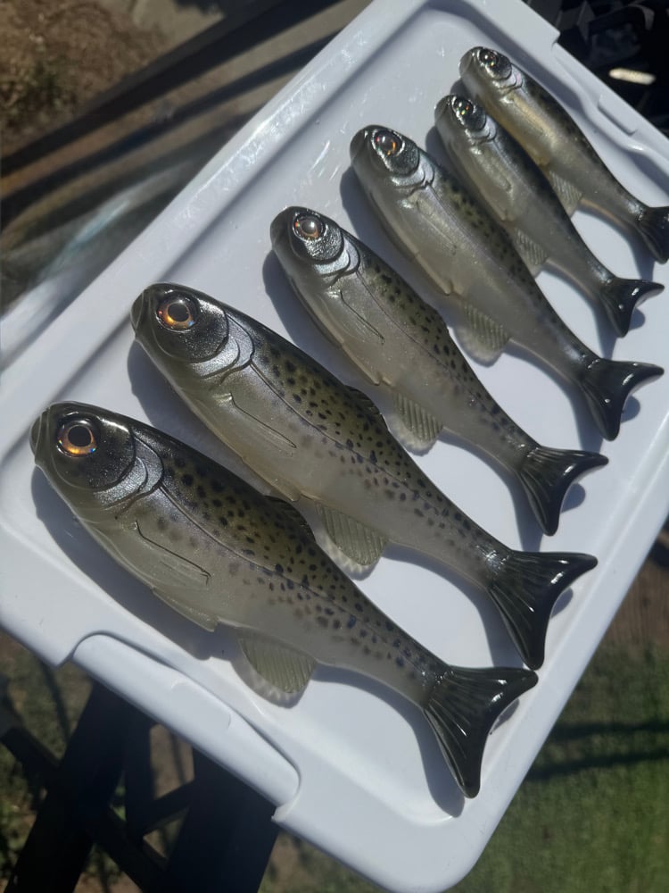 Roma Trout - Rainbow Trout - Image 5
