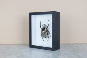 Image of GOLIATHUS ORIENTALIS