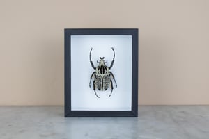 Image of GOLIATHUS ORIENTALIS