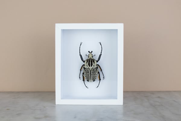 Image of GOLIATHUS ORIENTALIS 