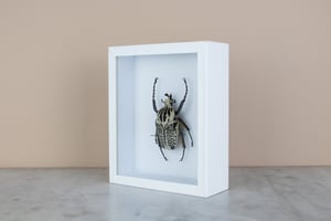 Image of GOLIATHUS ORIENTALIS