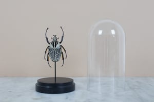 Image of GOLIATHUS ORIENTALIS IN GLASS DOME