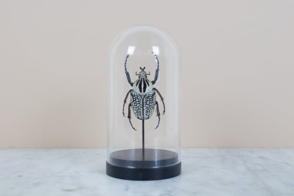 Image of GOLIATHUS ORIENTALIS IN GLASS DOME 