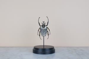 Image of GOLIATHUS ORIENTALIS IN GLASS DOME