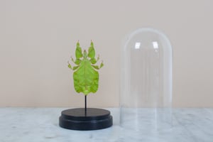 Image of GREEN LEAF INSECT (phyllium pulchrifolium) IN GLASS DOME