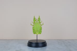 Image of GREEN LEAF INSECT (phyllium pulchrifolium) IN GLASS DOME