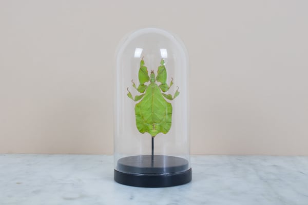 Image of GREEN LEAF INSECT (phyllium pulchrifolium) IN GLASS DOME 