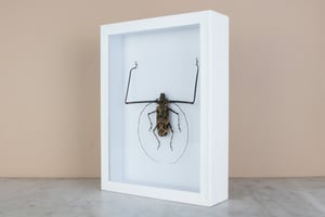 Image of HARLEQUIN BEETLE (Acrocinus longimanus)