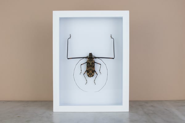 Image of HARLEQUIN BEETLE  (Acrocinus longimanus) 