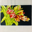 Image 1 of Canada's Tulips