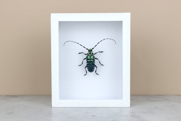 Image of ANOPLOPHORA GRAAFI 