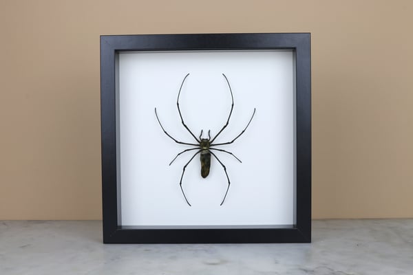Image of MACULATA 