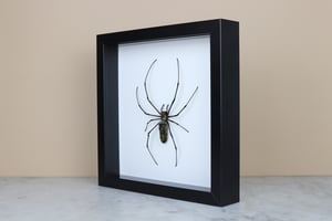 Image of MACULATA 