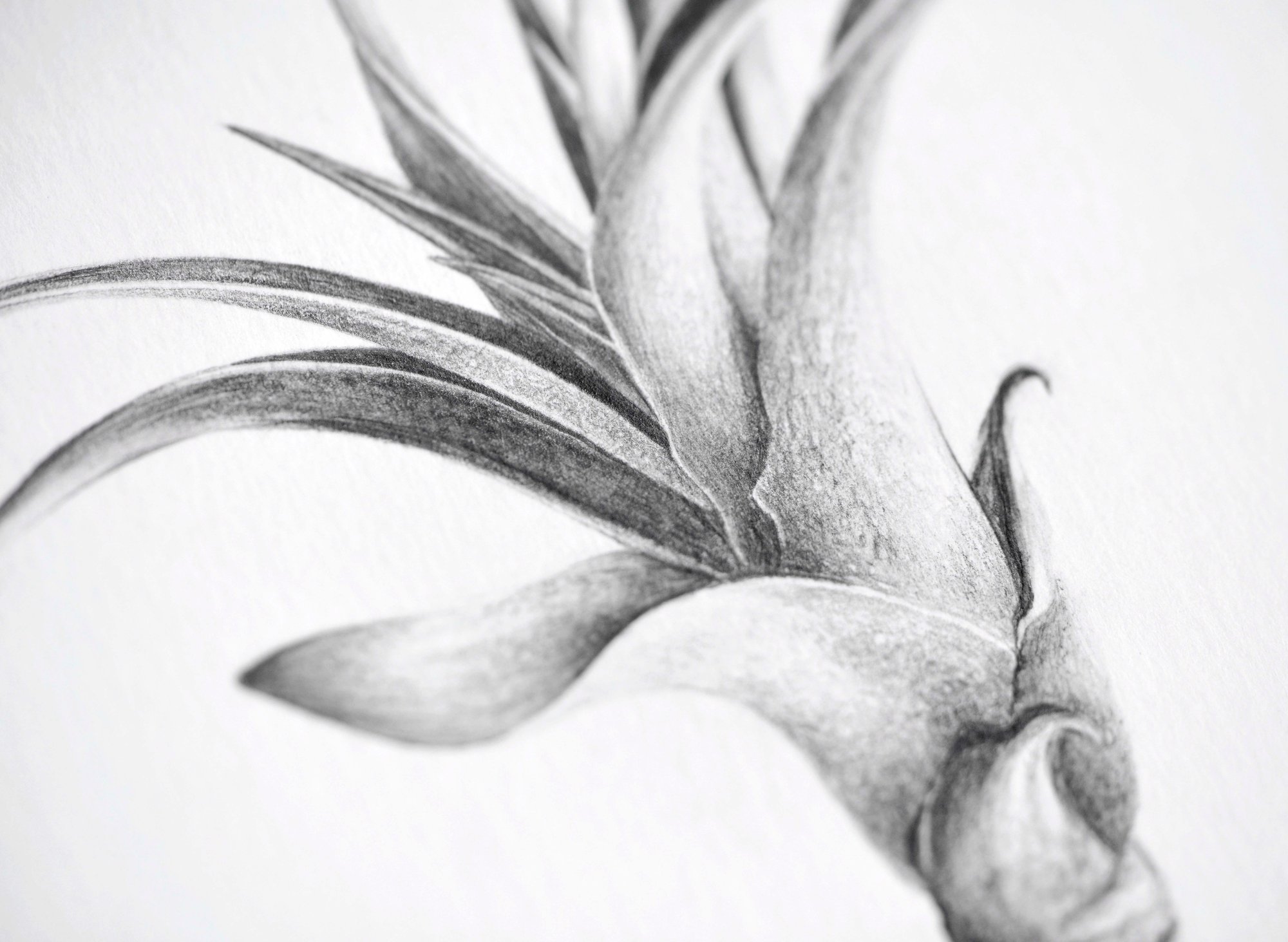 Image of Petit Capitata