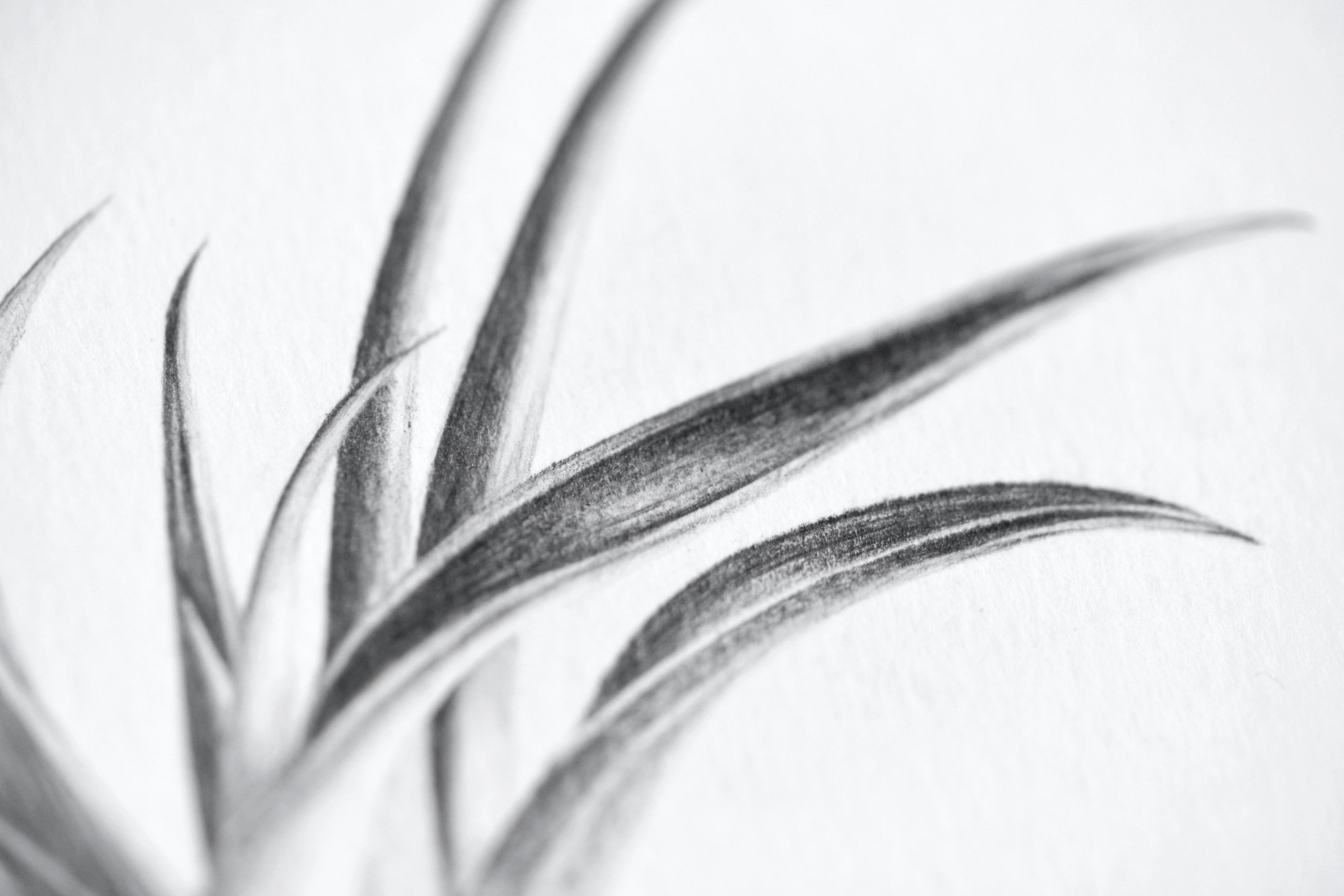 Image of Petit Capitata