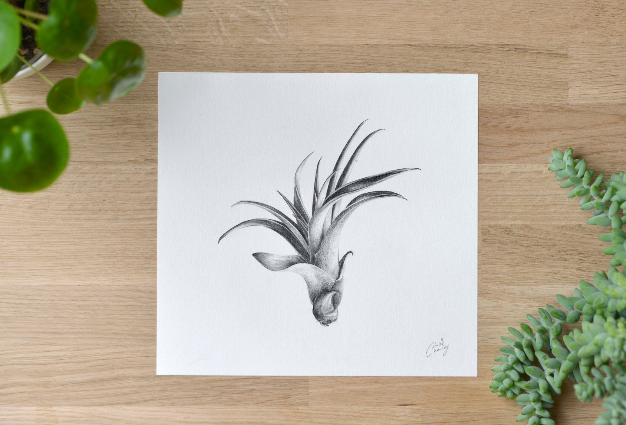 Image of Petit Capitata