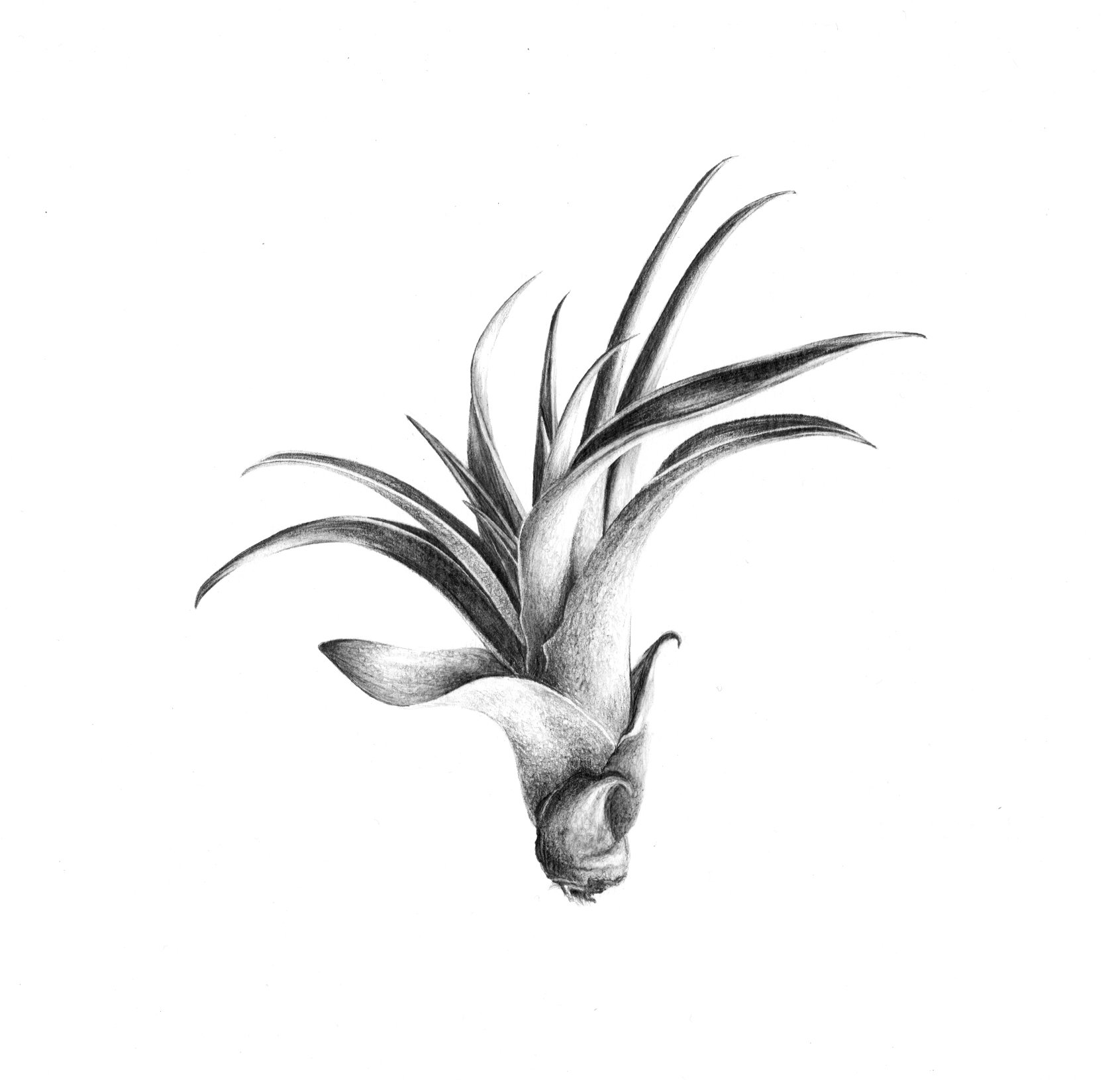 Image of Petit Capitata