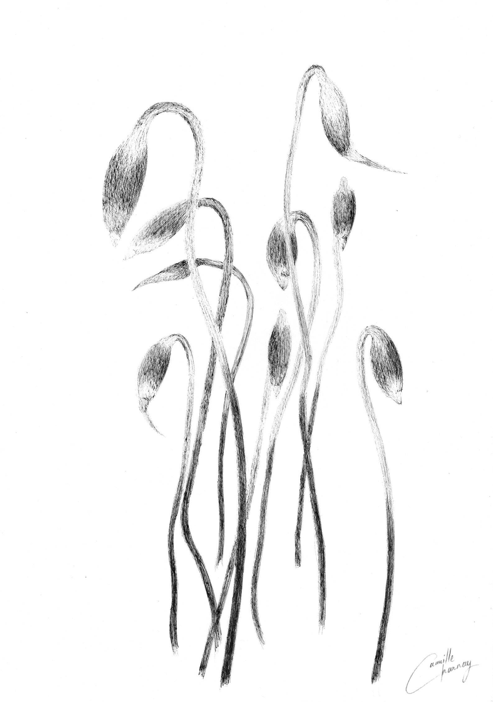 Image of Sporophytes