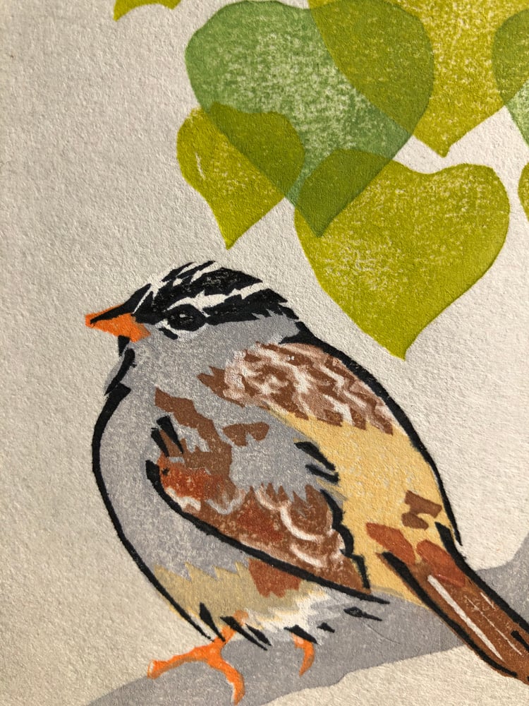 Image of White-crowned sparrow