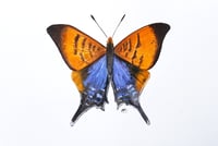 Image 4 of Orange Banded Daggerwing Butterfly Watercolor Illustration PRINT 