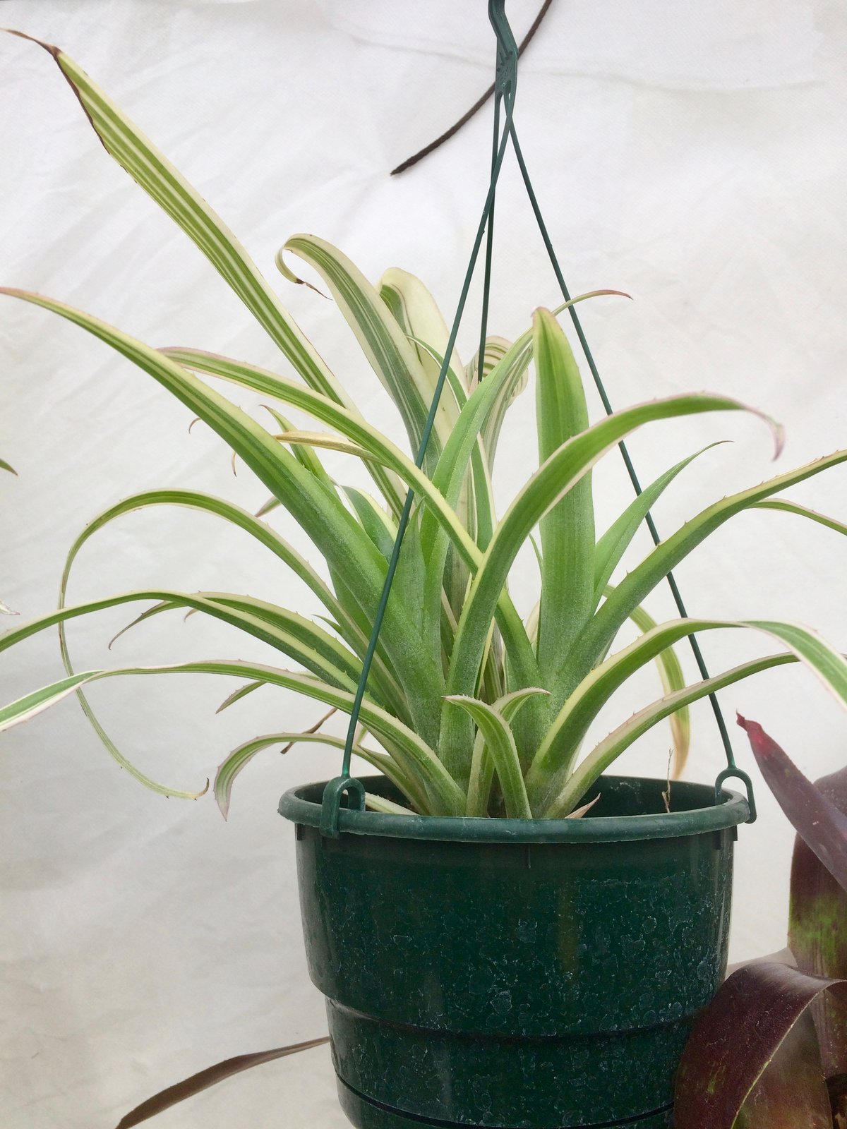 Image of billbergia nutans variegata