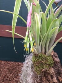 Image 1 of billbergia nutans variegata