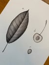 CHERRY BOTANICAL STUDY