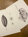 BOTH BOTANICAL PRINTS (FREE GIFT INCLUDED!)