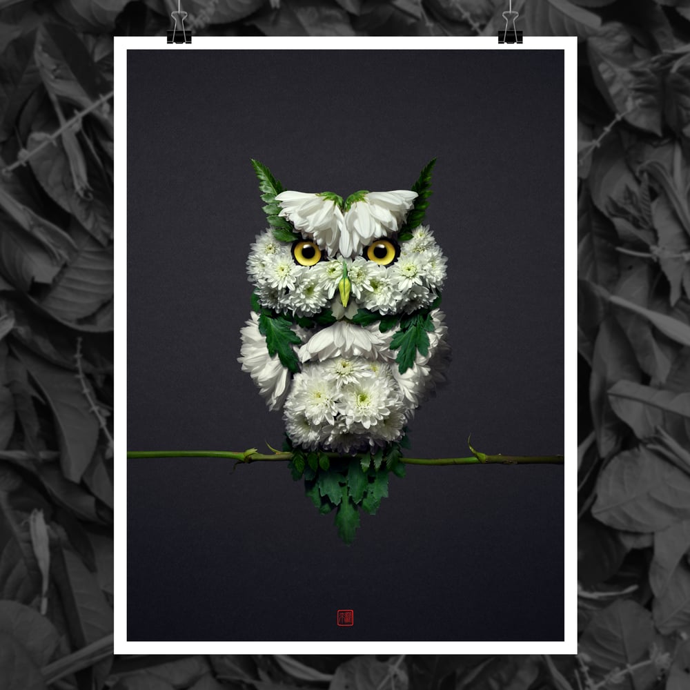 Image of White Owl