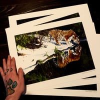 Image 1 of Timo Wuerz - Winter Tiger 