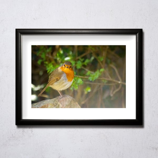 Image of Robin on a Rock A4/A3 print