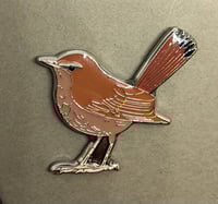 Image 2 of Rufous Bushchat - December 2020