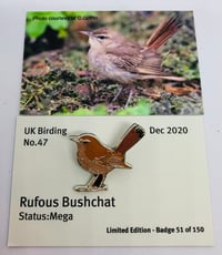 Image 1 of Rufous Bushchat - December 2020