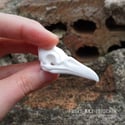 PYO Blank Fancy Bird Skulls