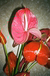 PENISBLUME
