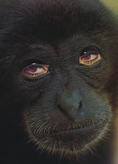 Image of 【Signed】'Various Animals' - book