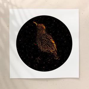 Image of MIDNIGHT STARLING ORANGE