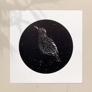 Image of MIDNIGHT STARLING 