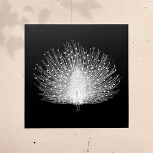 Image of PEACOCK