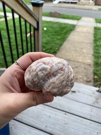 Image 1 of Jasper Brain