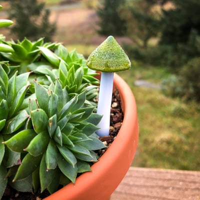 Image of Green fuzzy topped mushroom plant spike