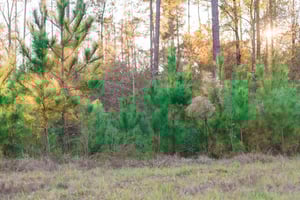 Image of Christmas Tree Farm Minis