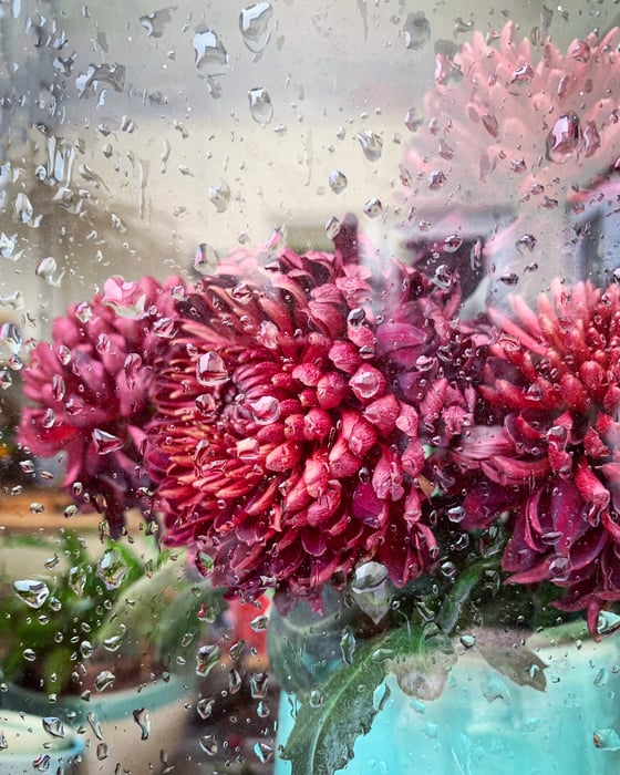 Image of 'Rainy Chrysanthemum'- LIMITD EDITION, SIGNED PRINT